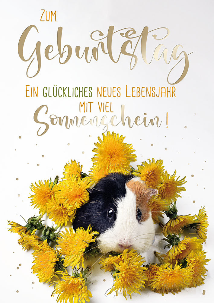 Sternstunden Geburtstagskarte „Meerschweinchen im Löwenzahn“