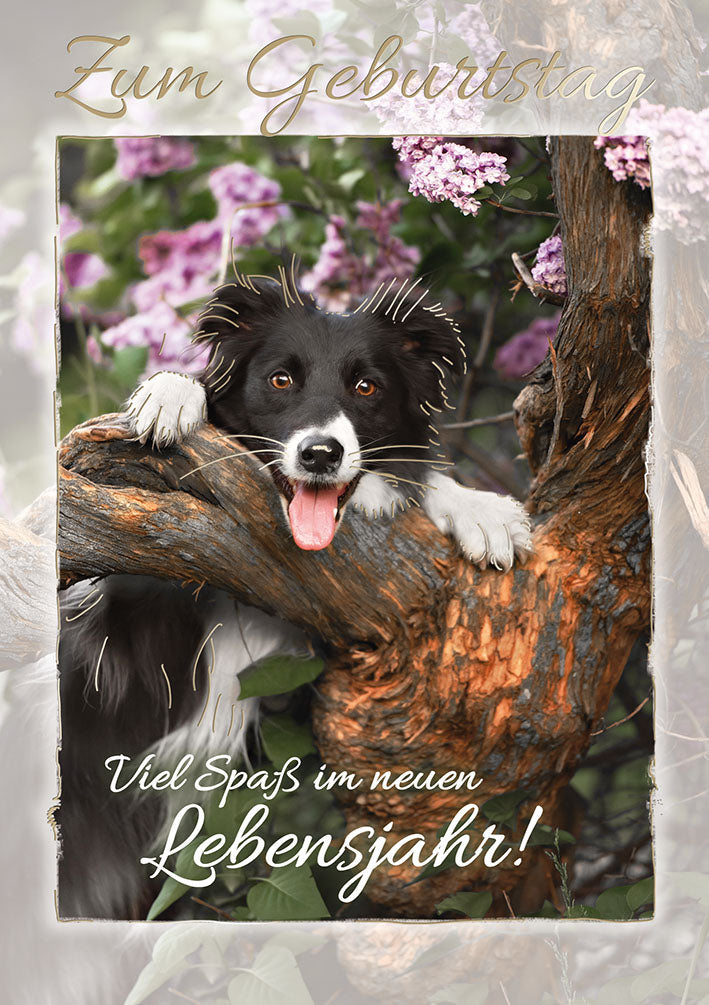 Blue Emotions Geburtstagskarte „Hund im Baum“