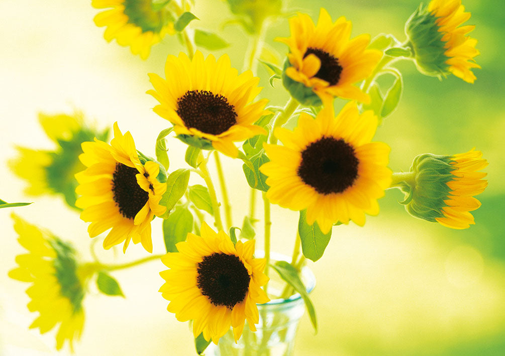 Amelie Glückwunschkarte „Sonnenblumen“