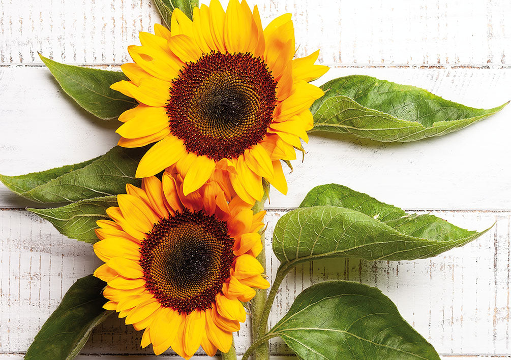 Amelie Glückwunschkarte „Sonnenblume“