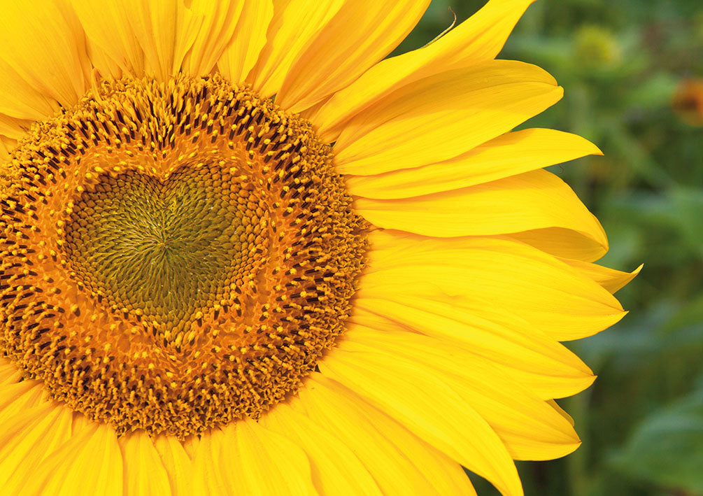 Amelie Glückwunschkarte „Sonnenblumenherz“