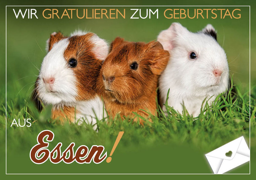 Grüße-aus-Karte Geburtstag „Drei Meerschweinchen“