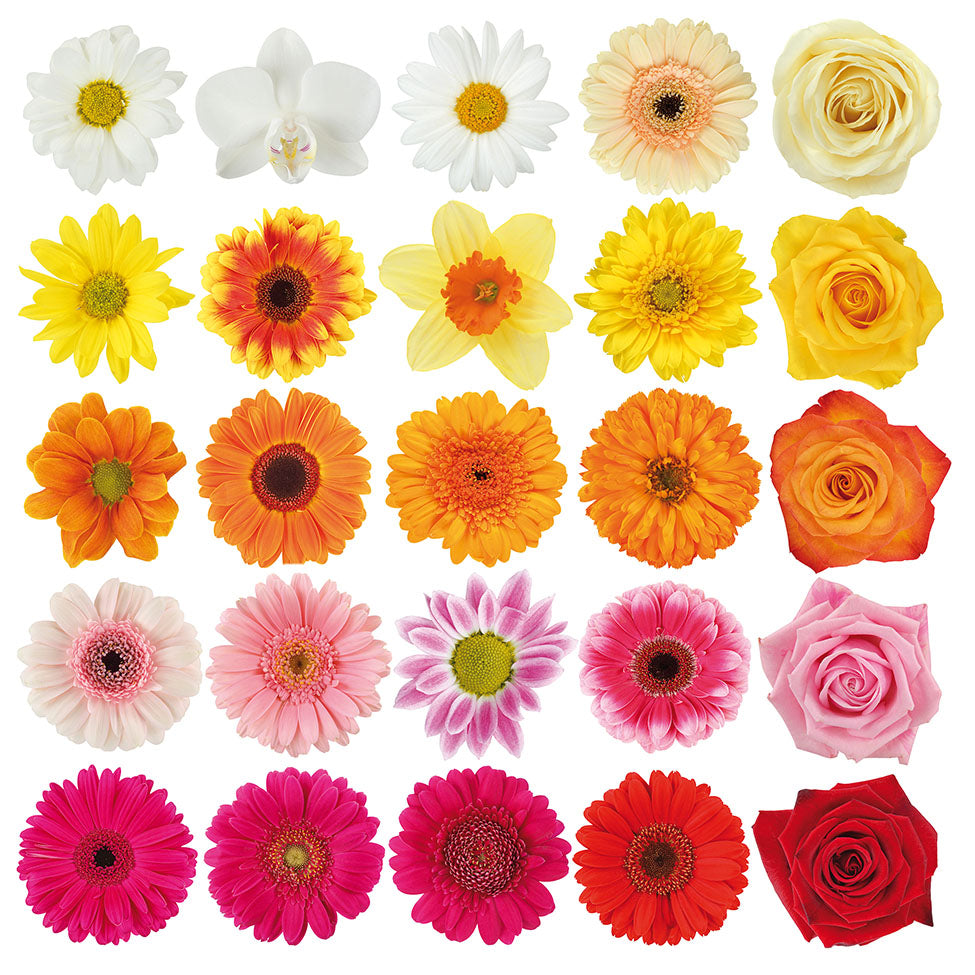 Servietten „Blumenkollektion“