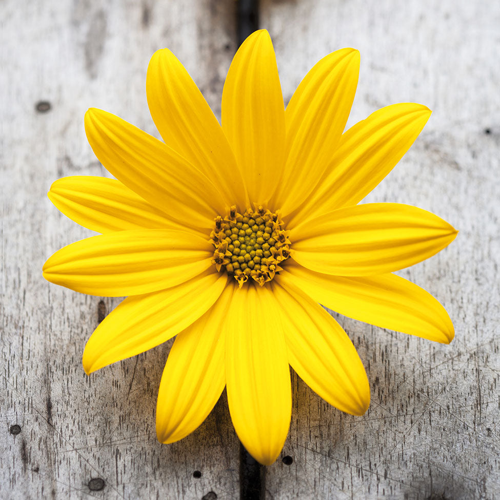 Servietten „Blume gelb“