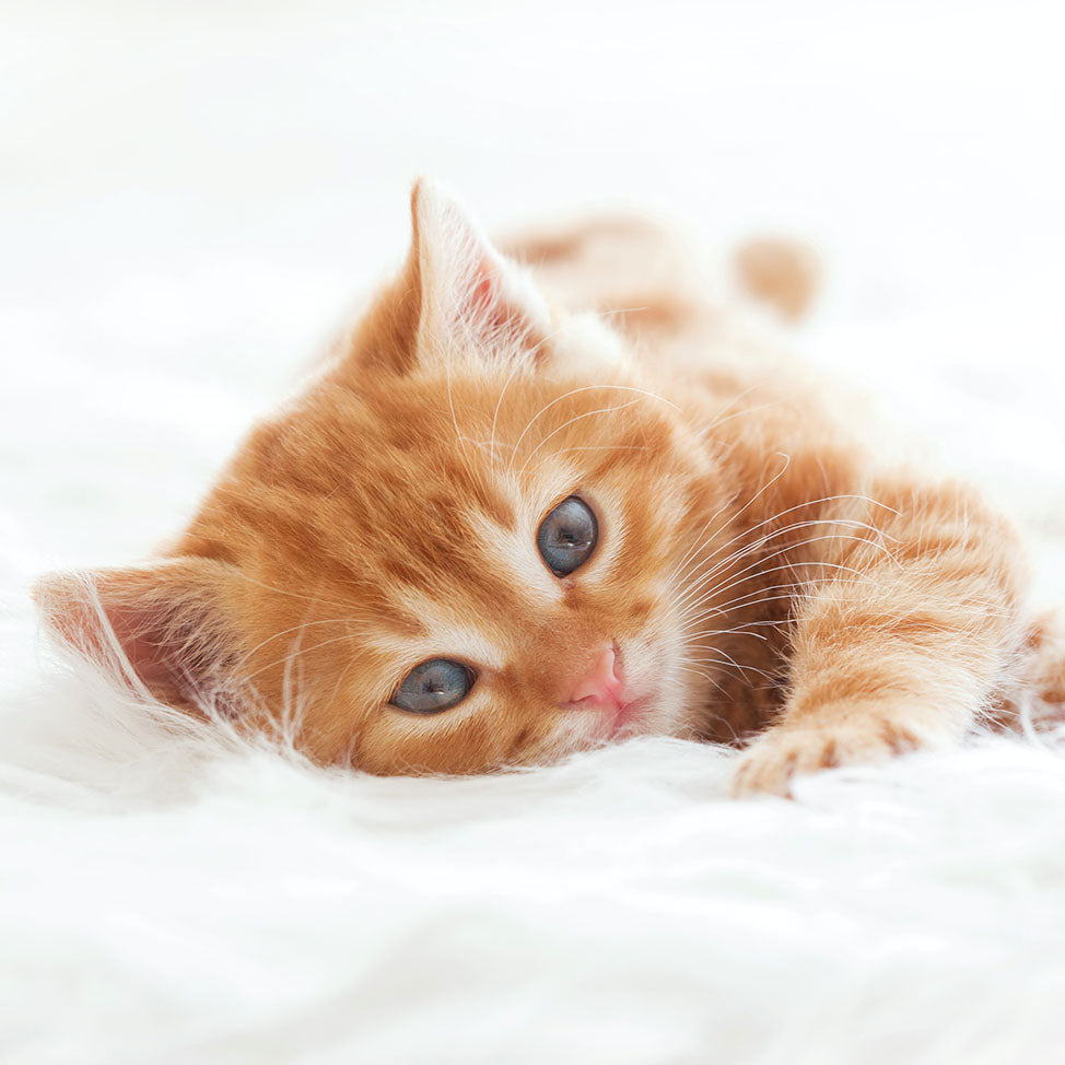 Servietten „Katze ruhend“