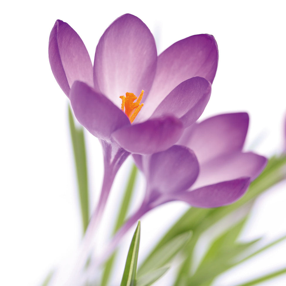Servietten „Krokus“